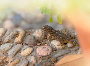 Gecko am Abend