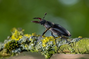 Hirschkäfer ...