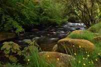 Dartmoor