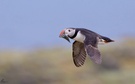 Puffin