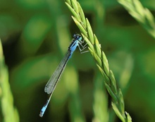 Große Pechlibelle (Ischnura elegans) ♂️