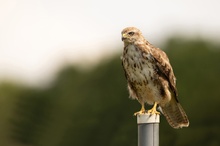 Der Mäusebussard ..