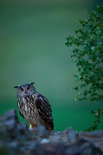 Der frühe Vogel ...