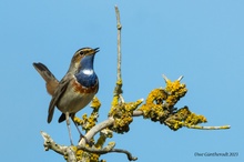 Blaukehlchen