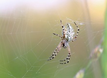 Eichblatt-Radspinne