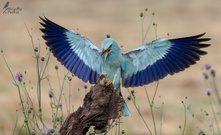 Landeanflug