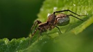 Im tiefen Wiesengrunde