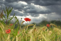 Vor dem Regen