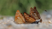 Kleine Schillerfalter ( apatura ilia )