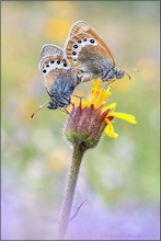 Alpen-Wiesenvögelchen (Coenonympha gardetta)