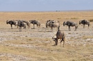 Serengeti-Weißbartgnus