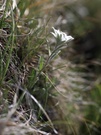 Alpen-Edelweiss