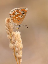 Südlicher Sonnenröschenbläuling (Aricia cramera)