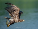 Seeadler, Fetter Fang und Ringe