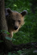 Europäischer Braunbär