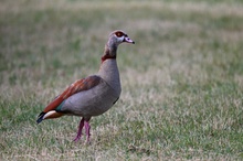 Nilgans