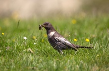 Fleißiger Ringdrosselhahn