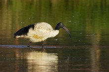 Ibis