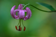 Türkenbundlilienblüte