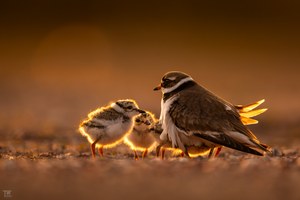 Die abendliche Besprechung...