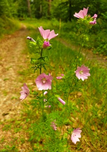 Mallow on the way