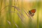 Coenonympha glycerion