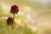 Österreichisches Kohlröschen (Gymnadenia austriaca)