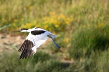 Säbelschnäbler im Flug