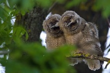 Vier Augen sehen besser als zwei