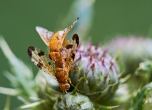 Bohrfliegen Paarung