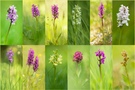 Die Fingerwurzarten der Schweiz (Gattung: Dactylorhiza)