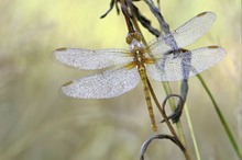 Kleiner Blaupfeil