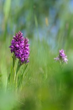 Dactylorhiza ruthei