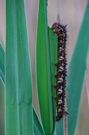 Grasglucke läßt sich Schilf schmecken