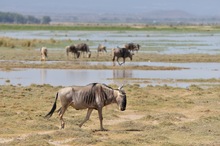 Serengeti-Weißbartgnus (2)