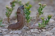 Nacktschnecke