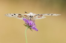 Panassius apollo