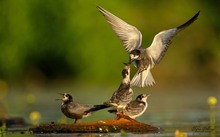 Die ganze Seeschwalben-Familie beinander...