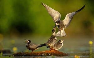 Die ganze Seeschwalben-Familie beinander...