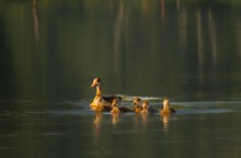 Nilgans mit Gössel im Abendlicht