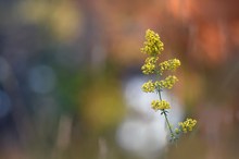 Galium verum