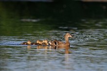 Enten-Familie