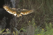 Anflug im Gegenlicht