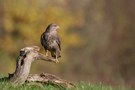 Bussard mit Umfeld