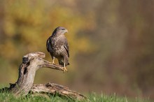 Bussard mit Umfeld