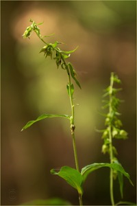 Tief im Wald…