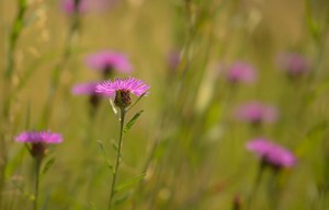 Wiesenflockenblume