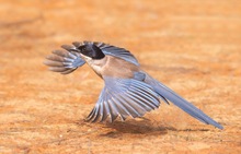 Blauelster im Abflug