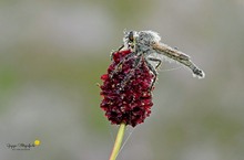 Barbarossa-Fliege (Eutolmus rufibarbis)