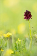 Schwarzes Kohlröschen (Gymnadenia rhellicani)